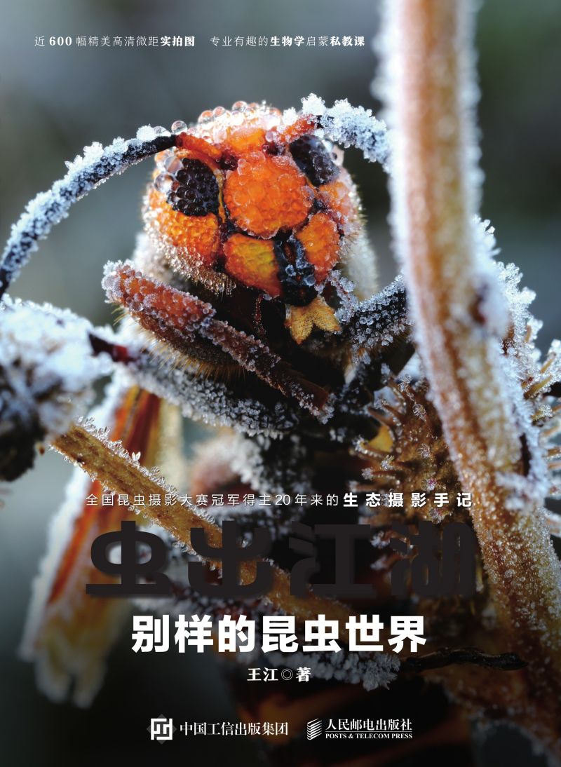 虫出江湖：别样的昆虫世界