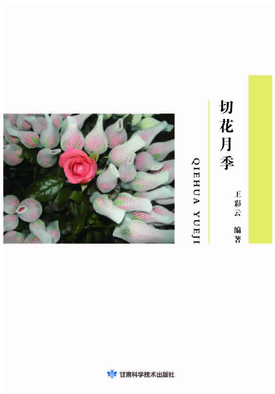切花月季