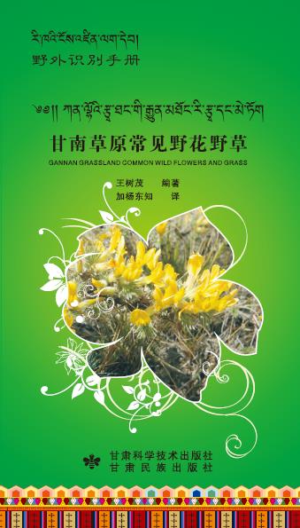 甘南草原常见野花野草